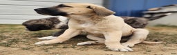 Anatolian Shepherd dogs for sale: AKC Blue M1 ASD puppy - Ad 22