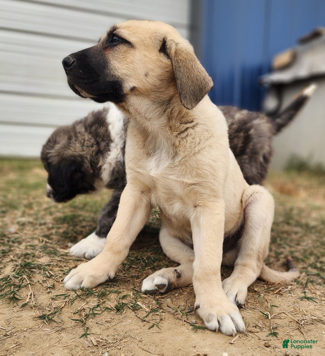 Anatolian Shepherd dogs for sale: AKC Blue M1 ASD puppy - Ad 22