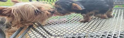 Yorkshire Terrier dogs for sale: Yorkshire Terrier 2 - Ad 2