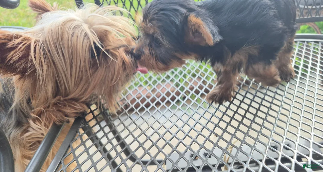 Yorkshire Terrier dogs for sale: Yorkshire Terrier 2 - Ad 2