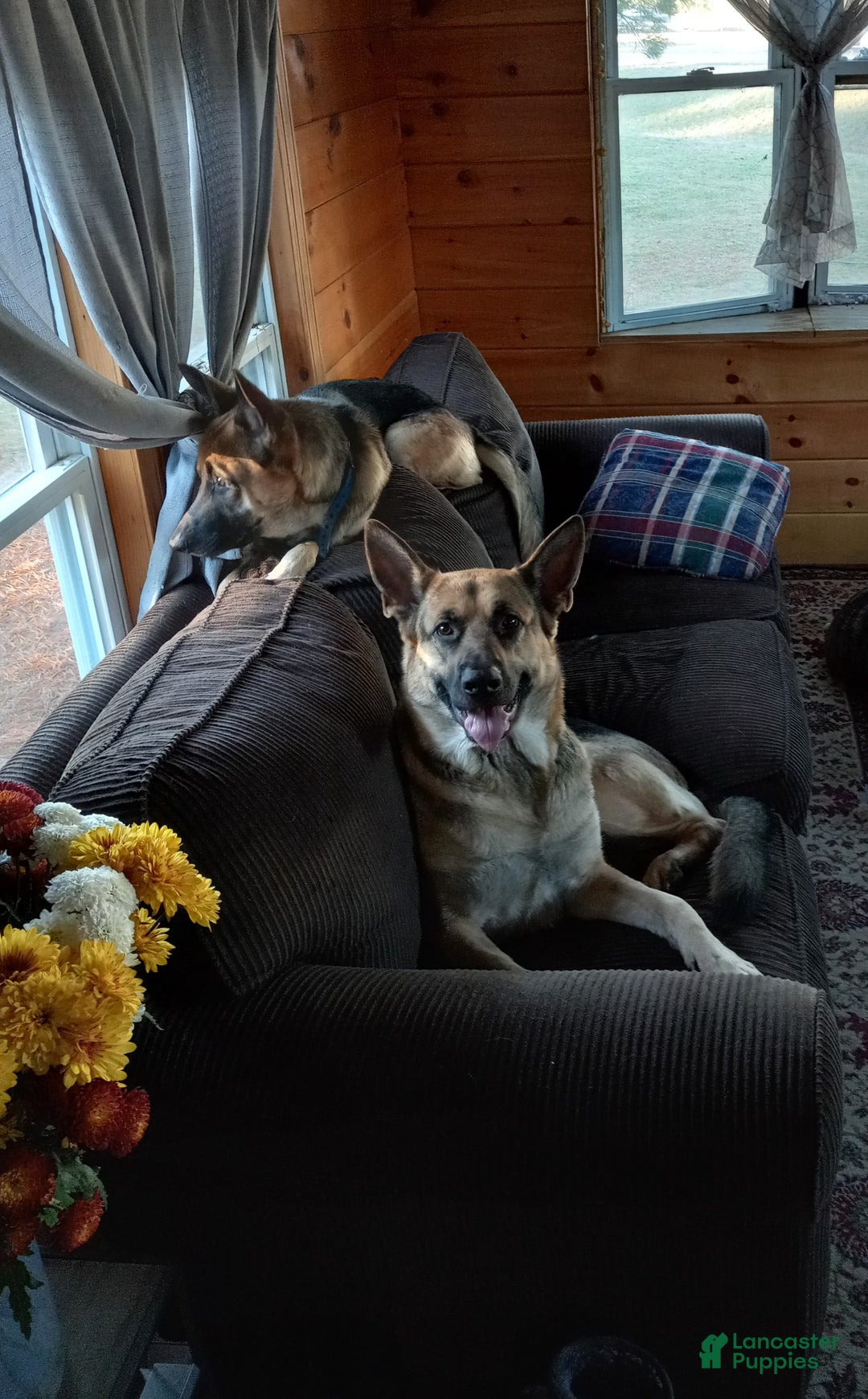 German Shepherd dogs for sale: Diamond - Ad 44