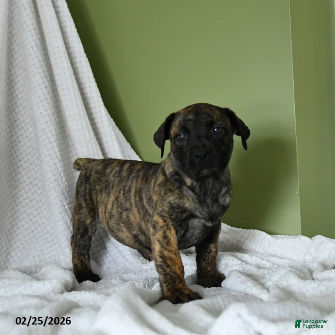 South African Boerboels dogs for sale: Brenda - Ad 3