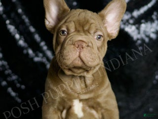 French Bulldog dogs - Ad 6