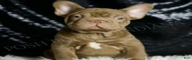 Snickers