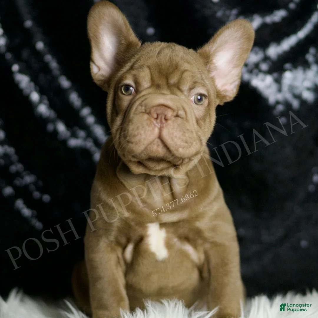 French Bulldog dogs for sale: Snickers - Ad 1