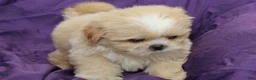 Shihpoo dogs for sale: Pearl - Ad 2