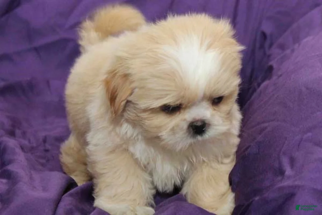 Shihpoo dogs for sale: Pearl - Ad 2