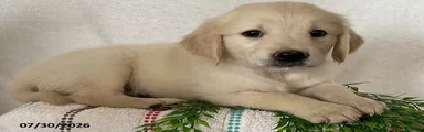 Sadie