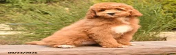 Cockapoo dogs for sale: Oran - Ad 4
