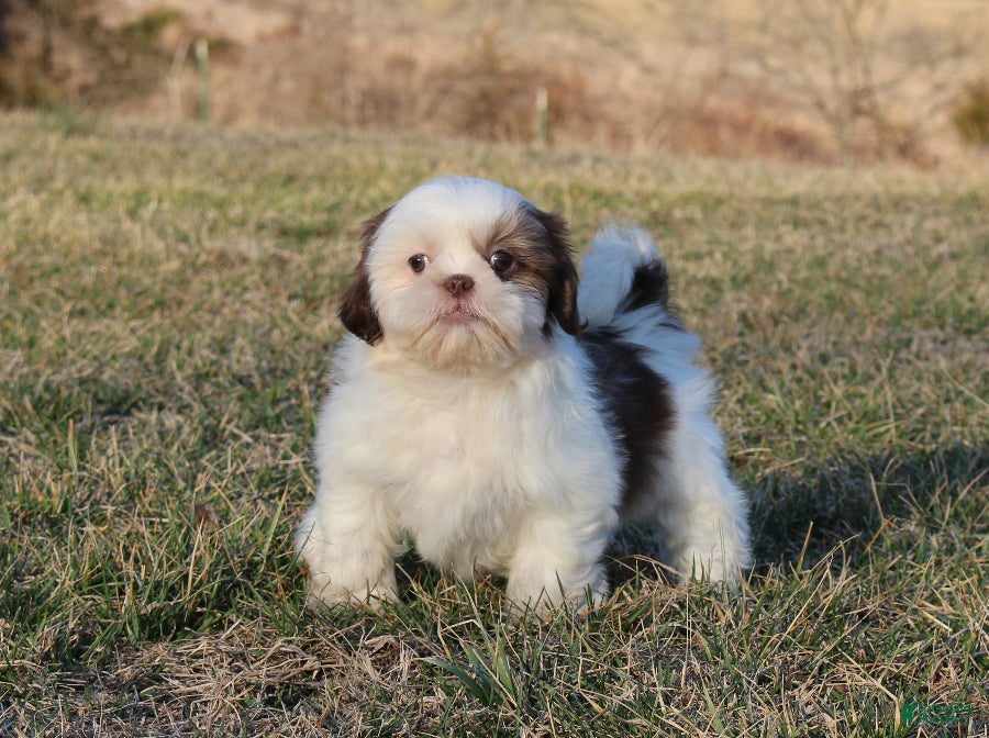 Shih Tzu dogs Spot - Ad 4