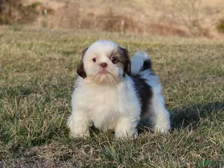 Shih Tzu dogs Spot - Ad 4