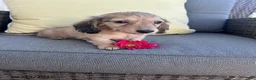 Miniature Dachshund dogs for sale: Joey - Ad 5