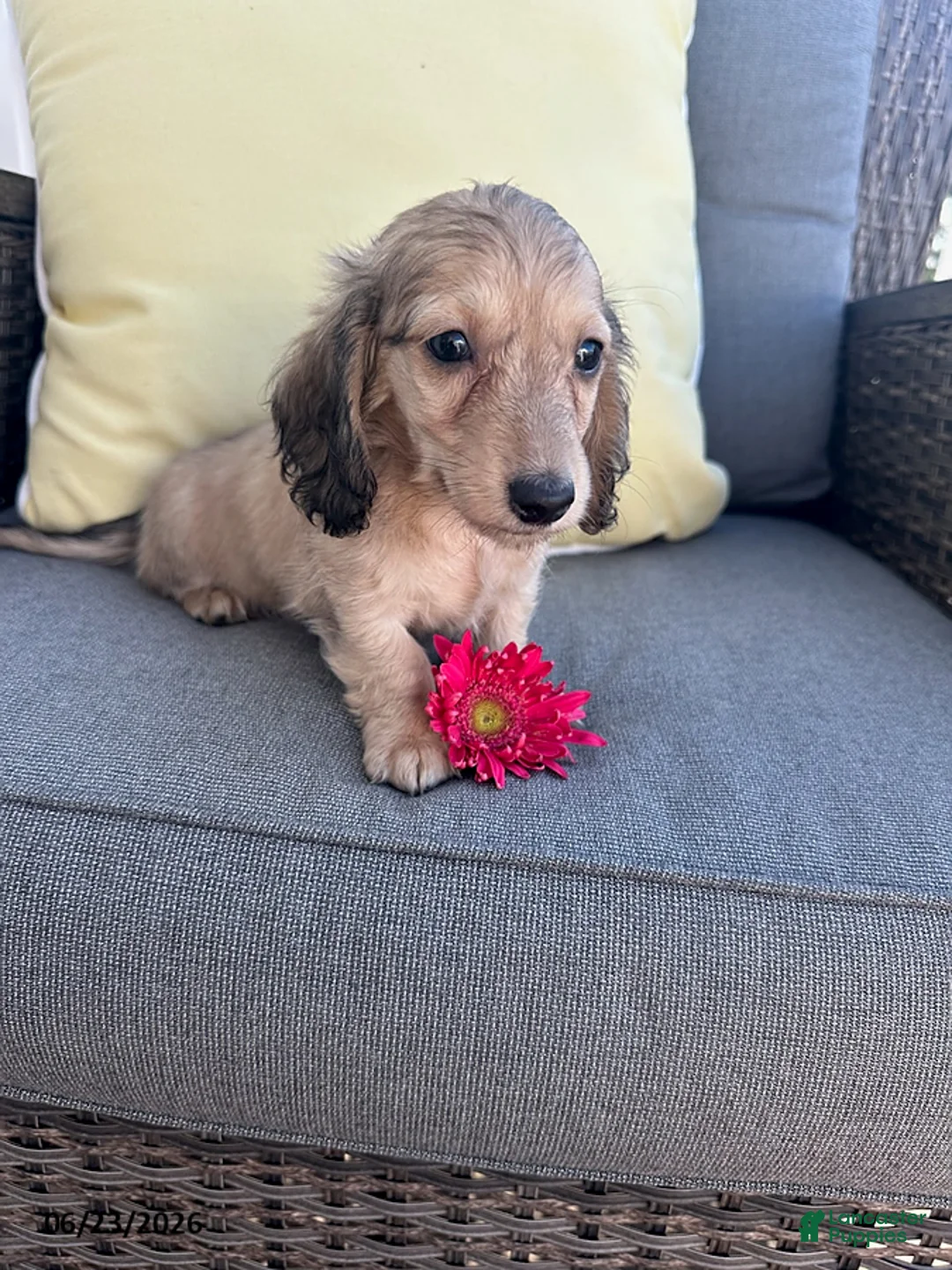 Miniature Dachshund dogs for sale: Joey - Ad 5