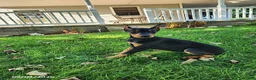 Doberman Pinscher dogs for sale: Kiara - Ad 6