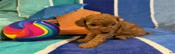Toy Poodle dogs for sale: Milo - Ad 3