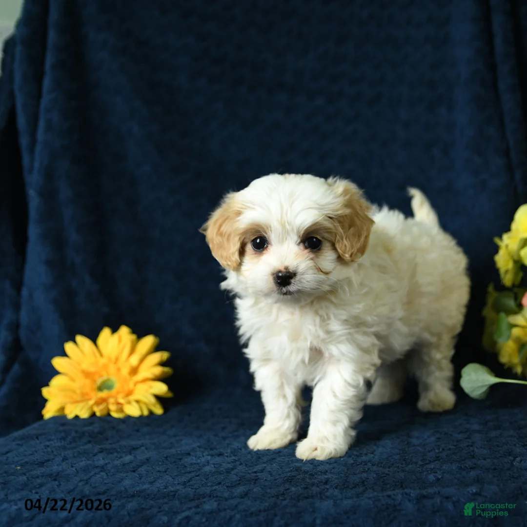 Mixed Breed dogs for sale: Layla - Ad 2