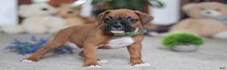 Boxer dogs for sale: Blake - Ad 4