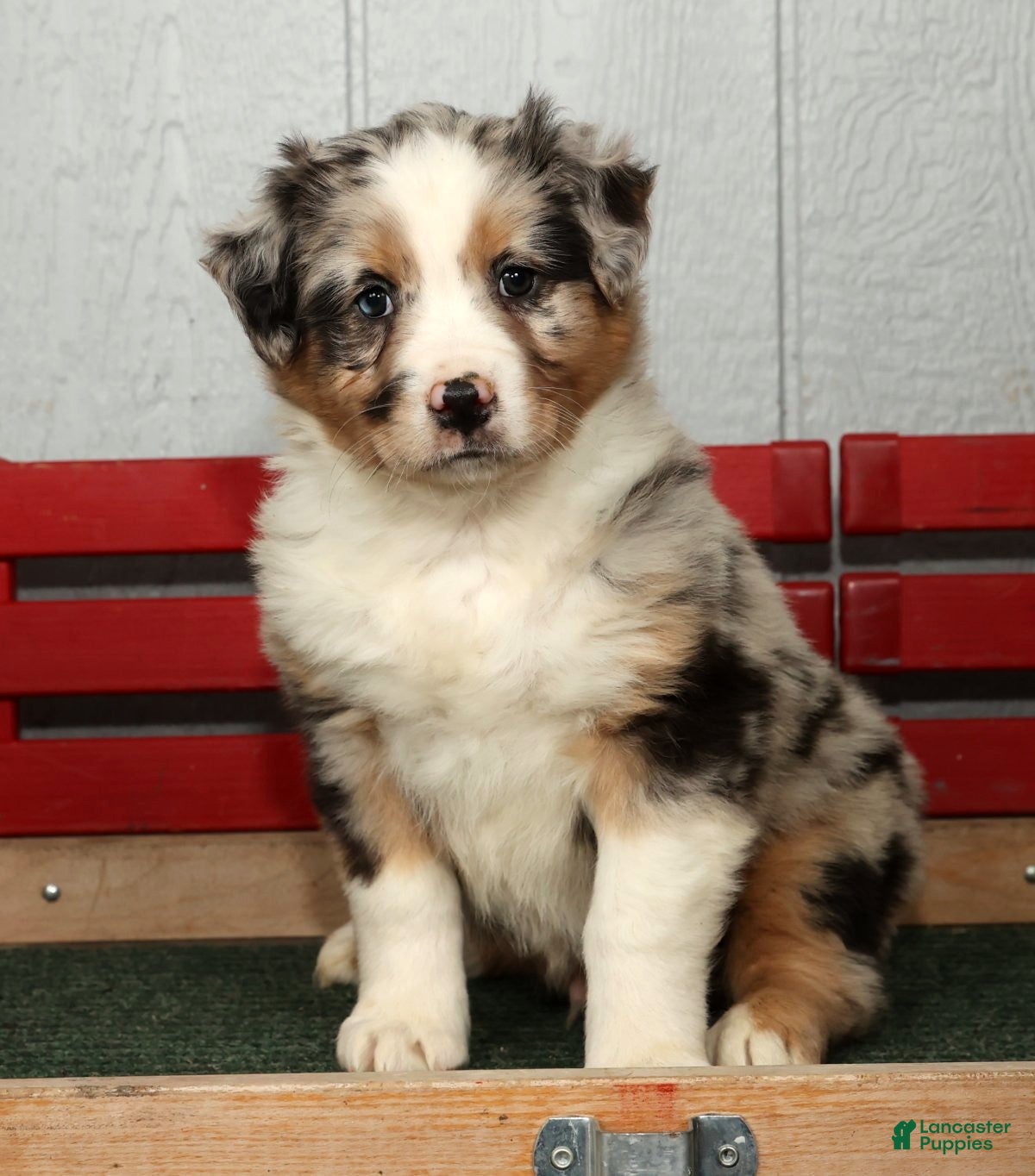 Australian Shepherd dogs Frank - Ad 1