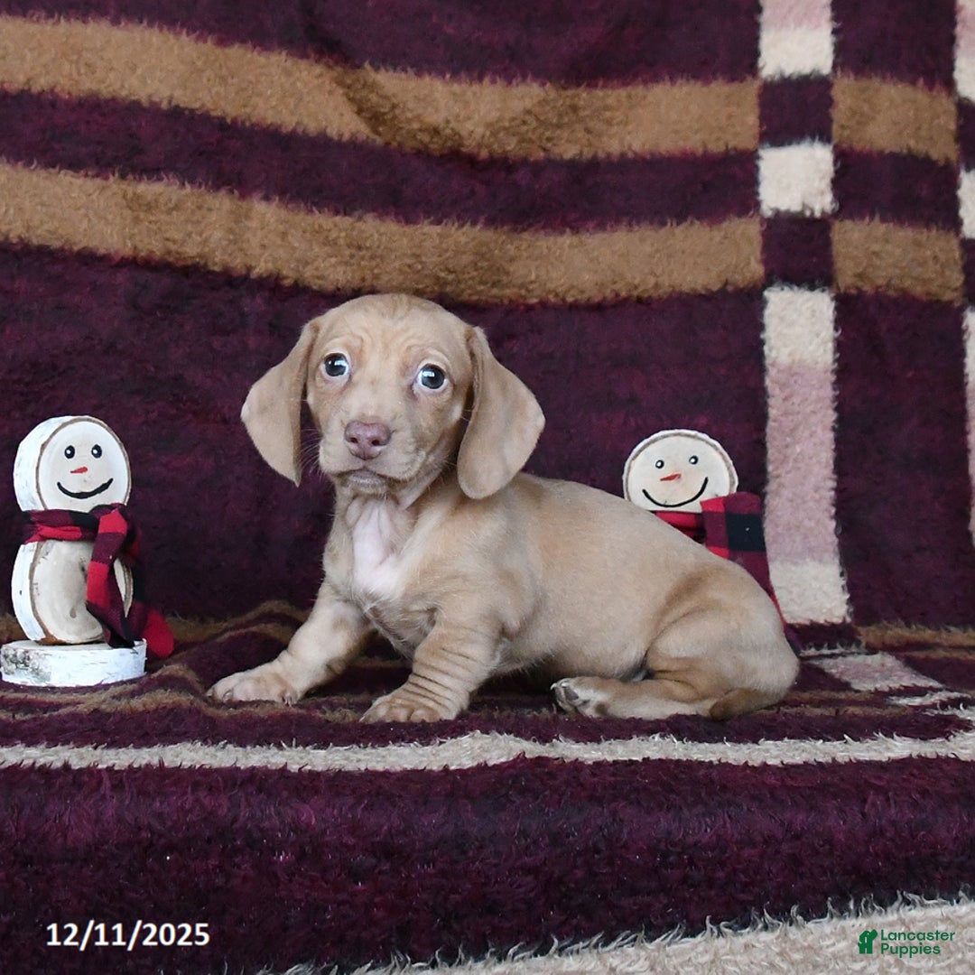 Dachshund dogs for sale: Cheddar - Ad 1