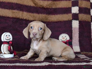 Dachshund dogs Cheddar - Ad 11