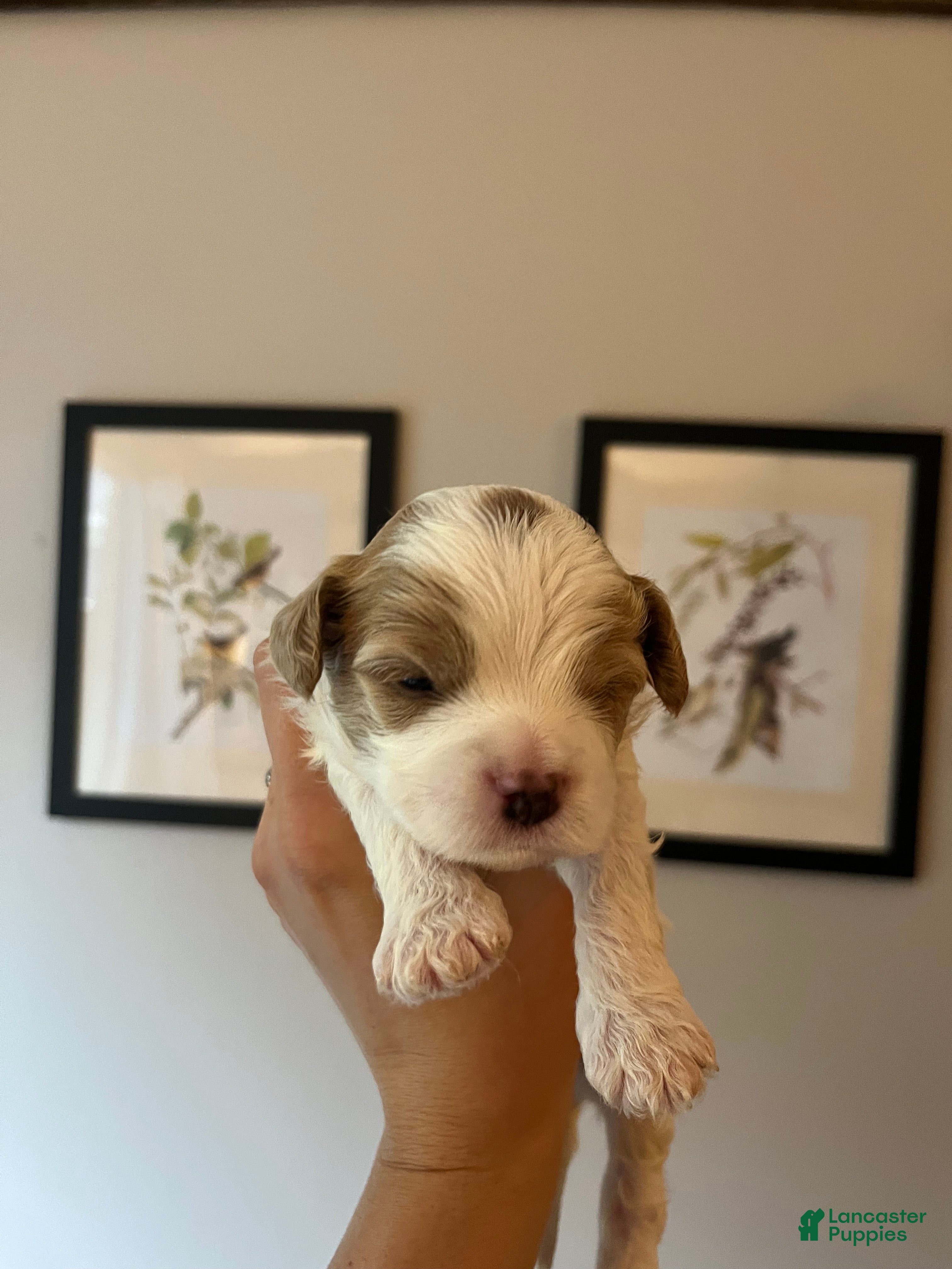 Cavapoo dogs Chestnut - Ad 22