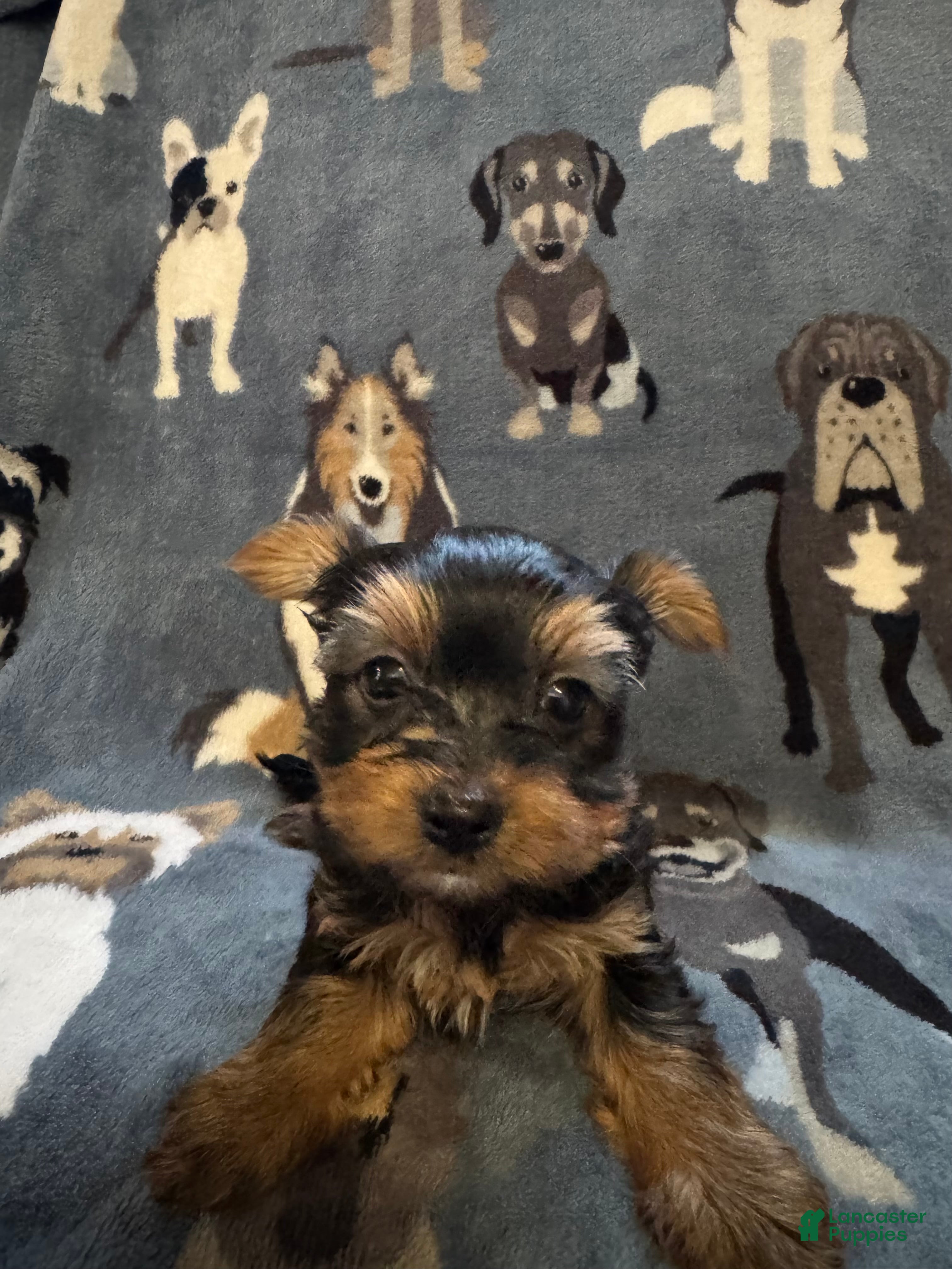 Yorkshire Terrier dogs Buddy - Ad 1
