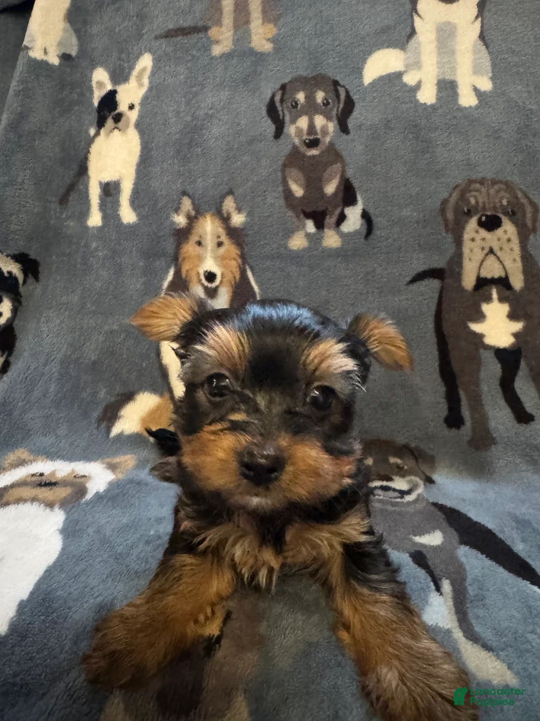 Yorkshire Terrier dogs for sale: Buddy - Ad 1
