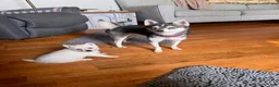 Alaskan Klee Kai dogs for sale: Krissy - Ad 12