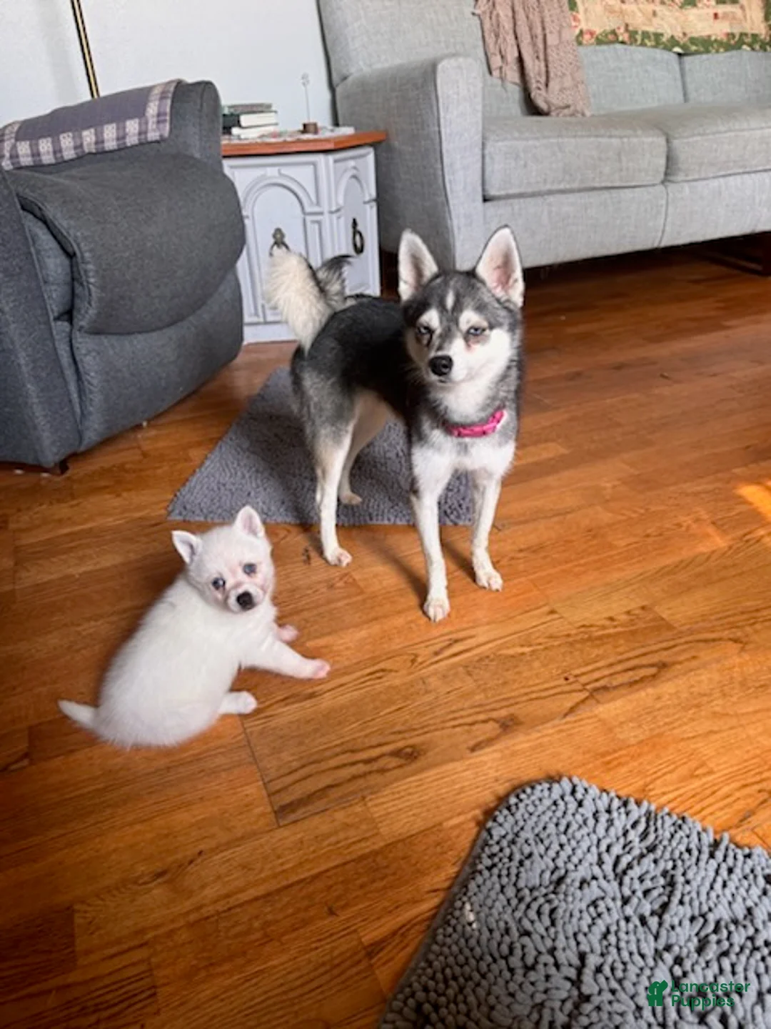 Alaskan Klee Kai dogs for sale: Krissy - Ad 12