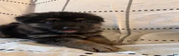 German Shepherd dogs for sale: Ravens ( Purple Collar) - Ad 3