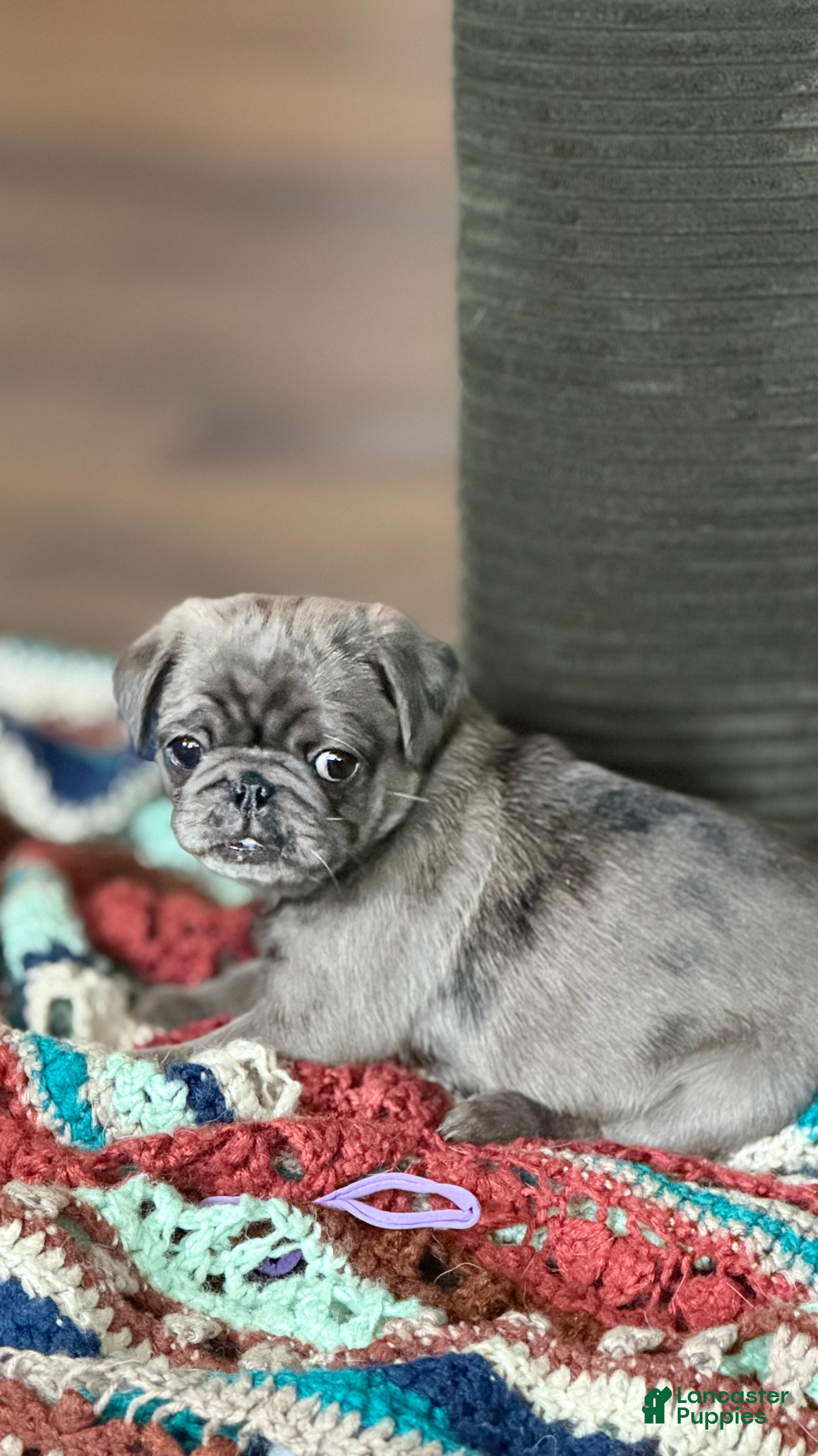 Pug dogs Lollipop - Ad 1
