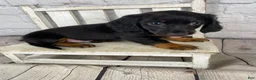 Miniature Dachshund dogs for sale: Bo - Ad 12