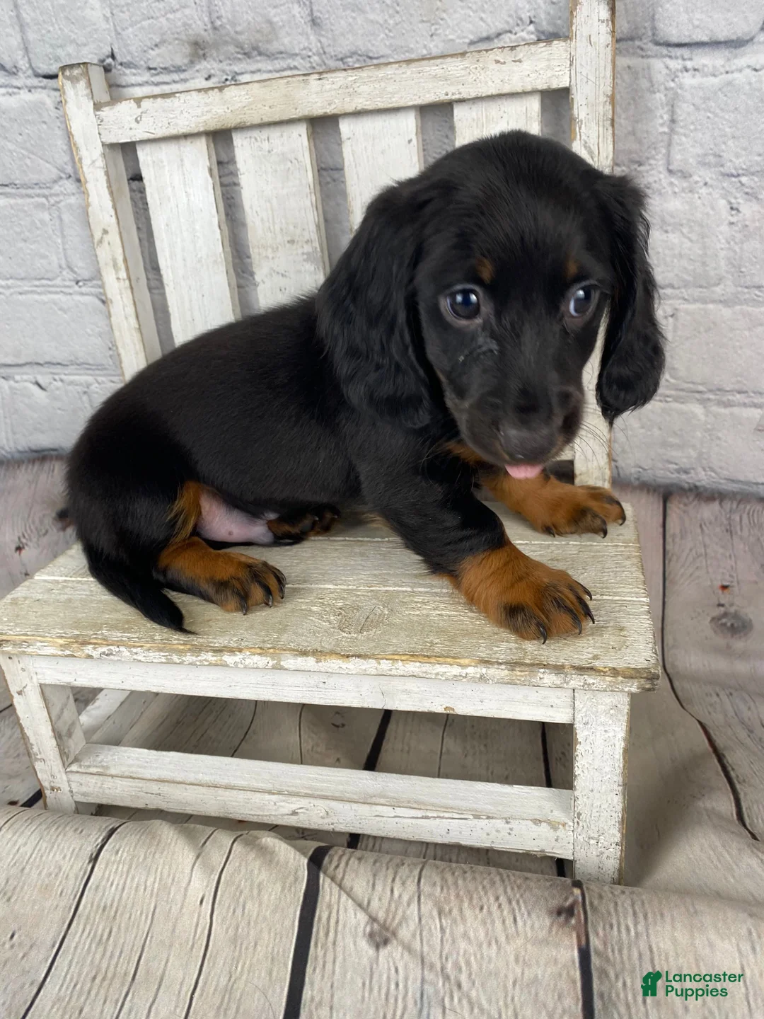 Miniature Dachshund dogs for sale: Bo - Ad 12