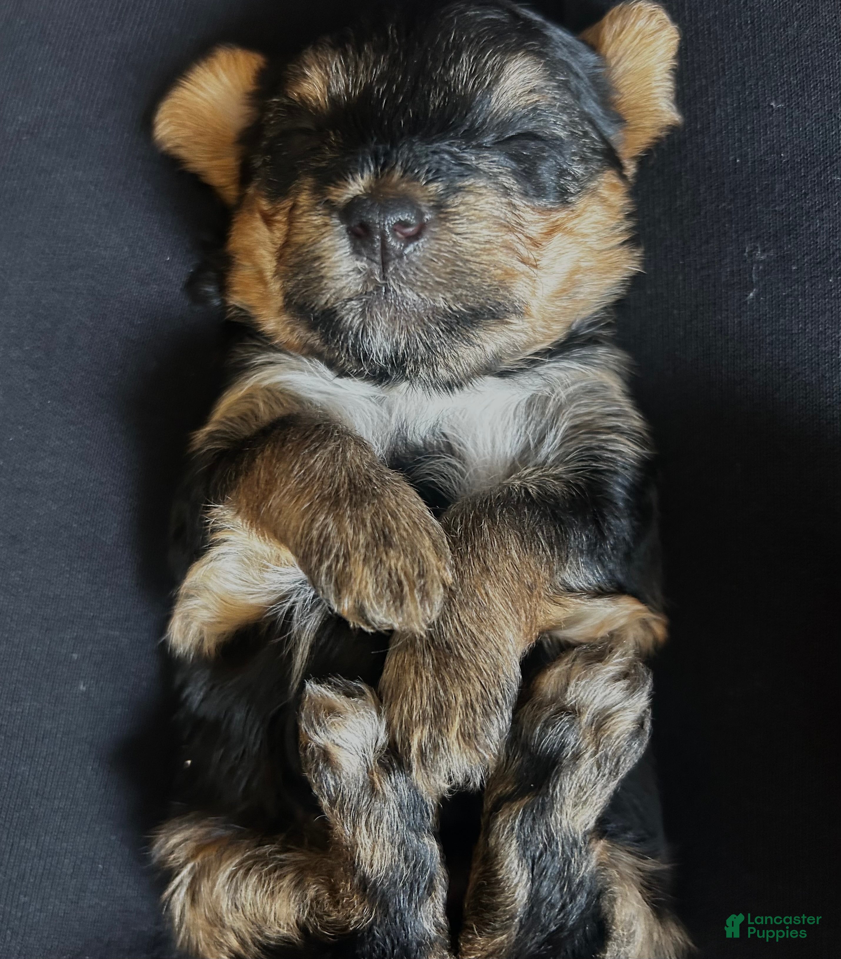Yorkshire Terrier dogs Shayla - Ad 26