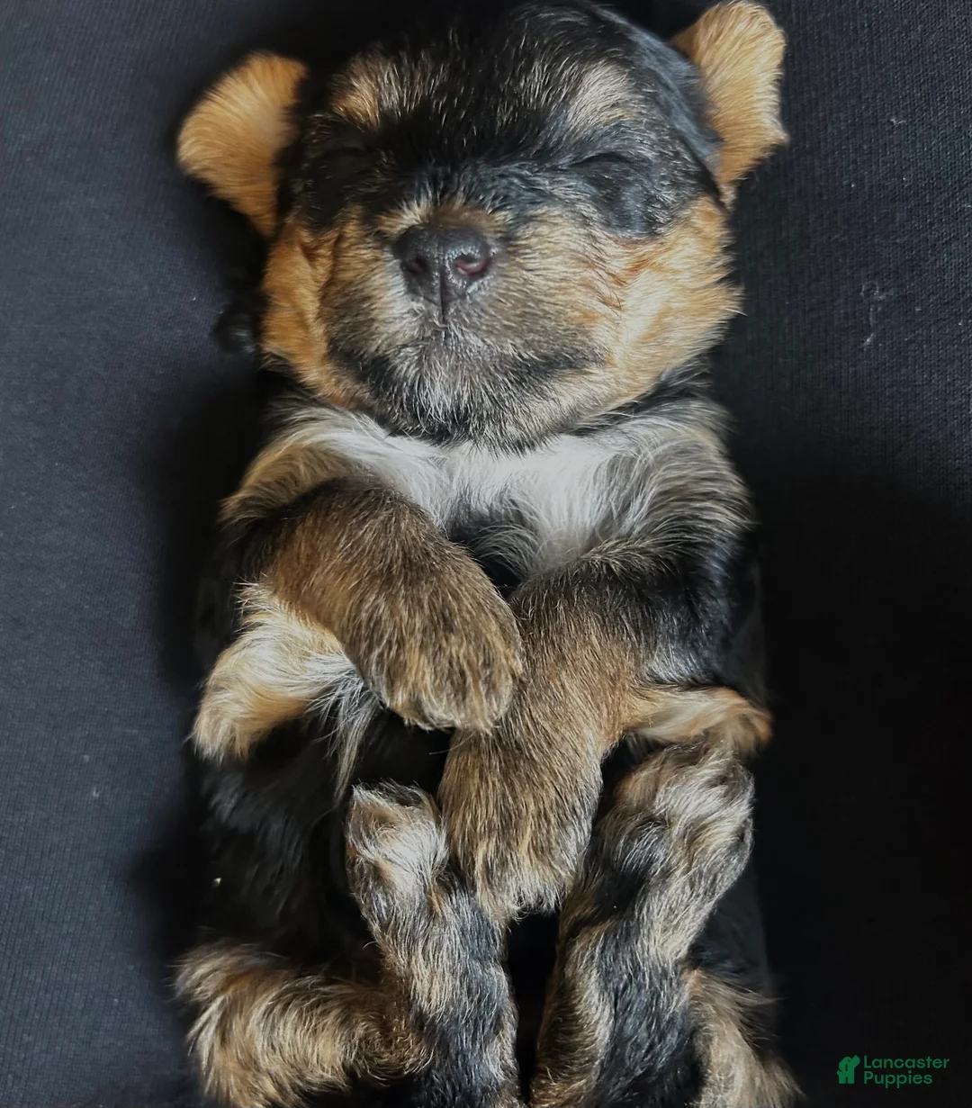 Yorkshire Terrier dogs for sale: Shayla - Ad 1