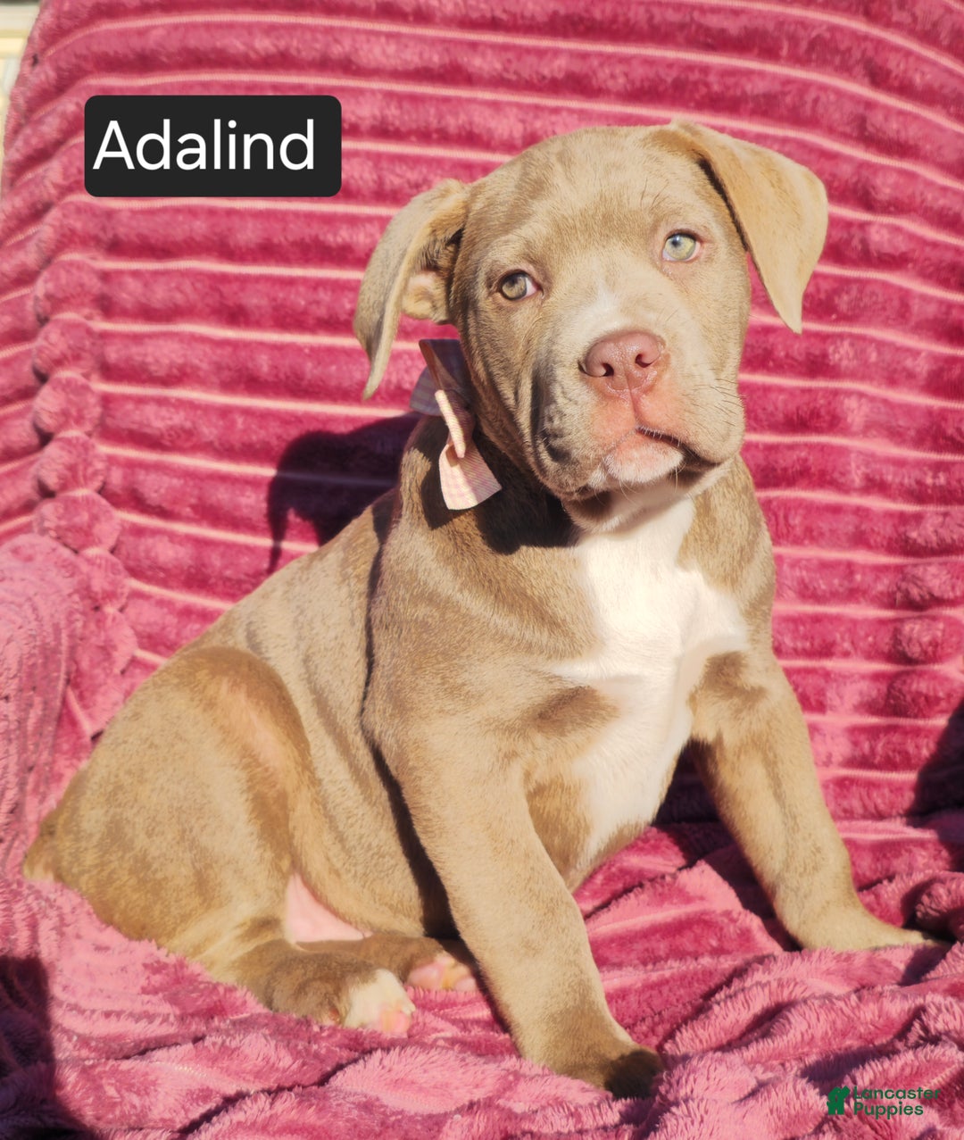 Cane Corso dogs for sale: Adalind - Ad 1