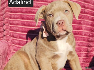 Cane Corso dogs Adalind - Ad 10