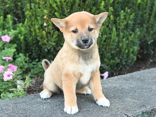 Shiba Inu dogs - Ad 4