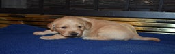 Golden Retriever dogs for sale: Heath - Ad 6