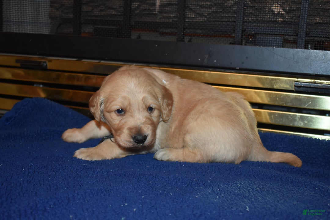 Golden Retriever dogs for sale: Heath - Ad 6