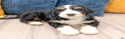 Mini Bernedoodle dogs for sale: Tucker - Ad 2