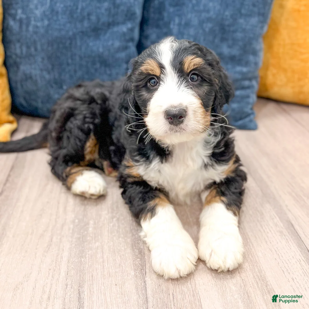 Mini Bernedoodle dogs for sale: Tucker - Ad 2