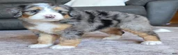 Mini Bernedoodle dogs for sale: Mini Mia - Ad 3