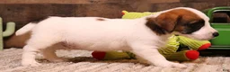 Jack Russell Terrier dogs for sale: Stew is white w/ tri markings - Ad 4