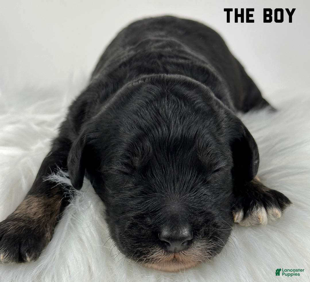 Goldendoodle dogs for sale: Goldendoodle Puppy 1 - Ad 3