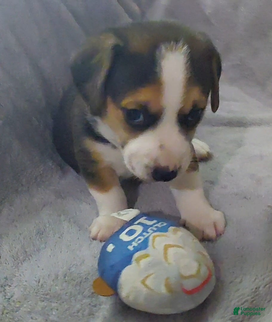 Mixed Breed dogs Grey - Ad 22