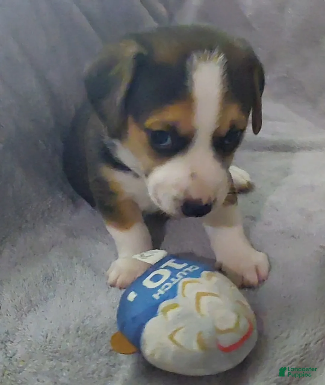 Mixed Breed dogs for sale: Grey - Ad 1