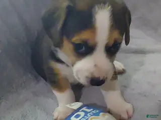 Mixed Breed dogs Grey - Ad 26