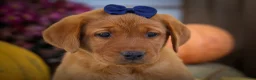 Labrador Retriever dogs for sale: NATHAN - Ad 6