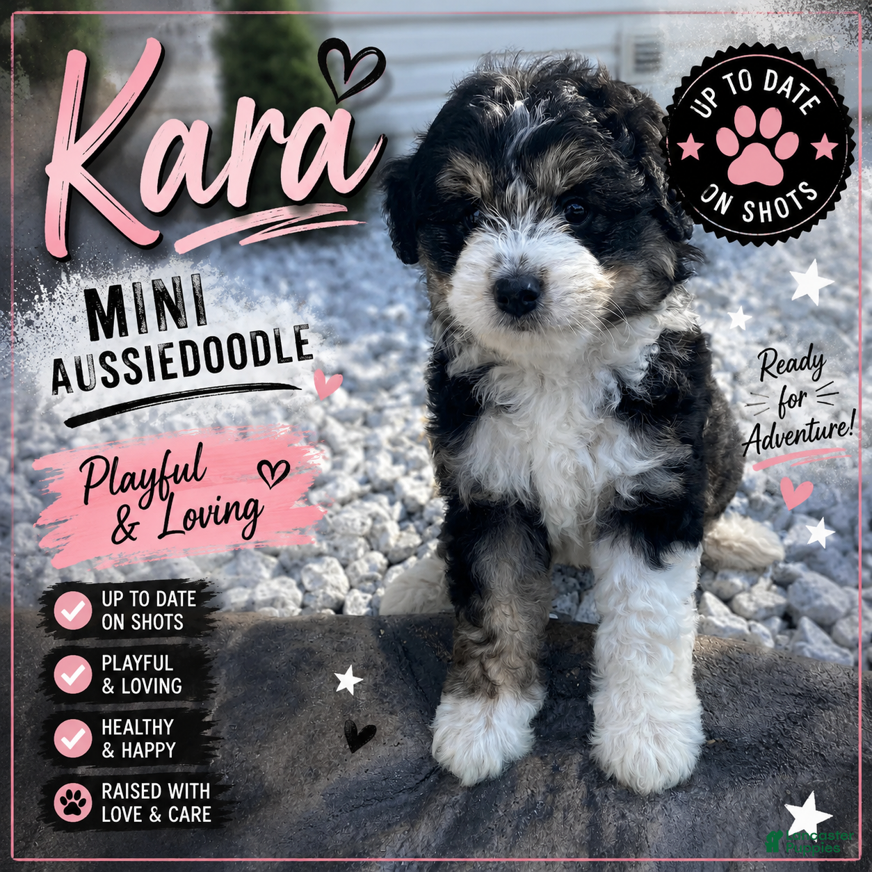 Mini Aussiedoodle dogs Kara - Ad 1